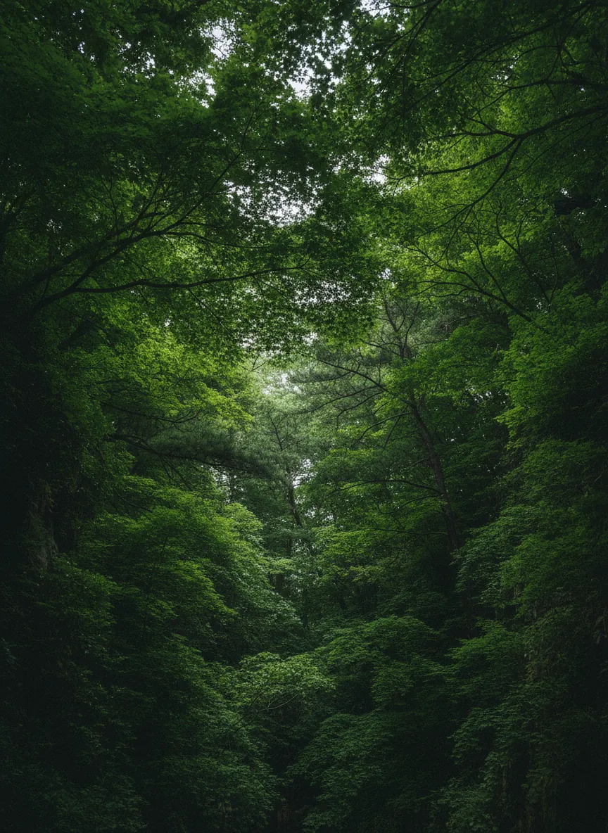 거제자연휴양림 숲 전경